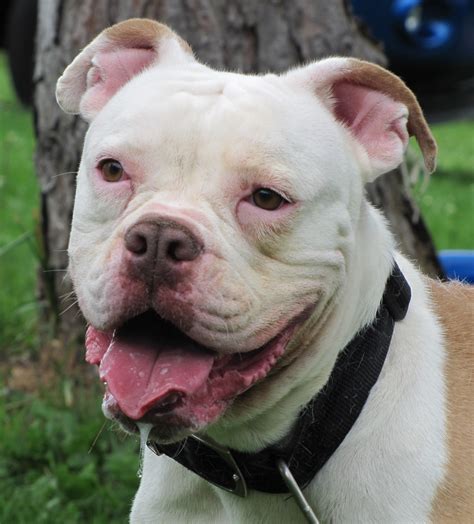 American bulldog rescue - Check out our latest dogs who are looking for forever homes! 